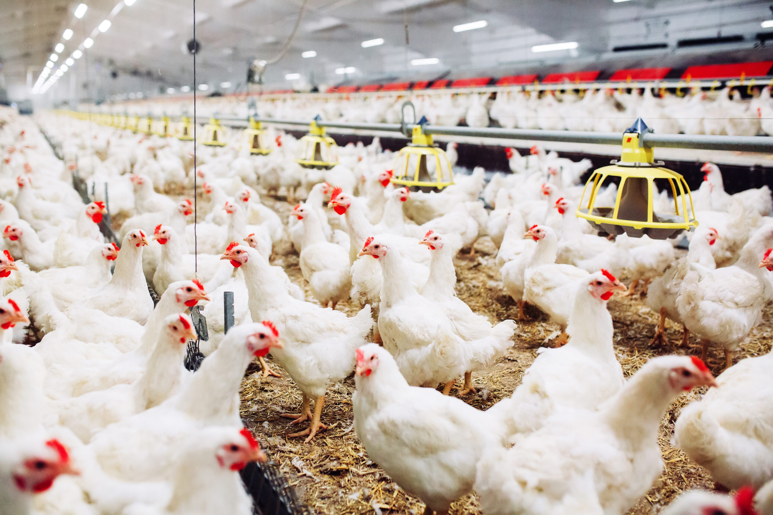 Indoors Chicken Farm Chicken Feeding Scaled