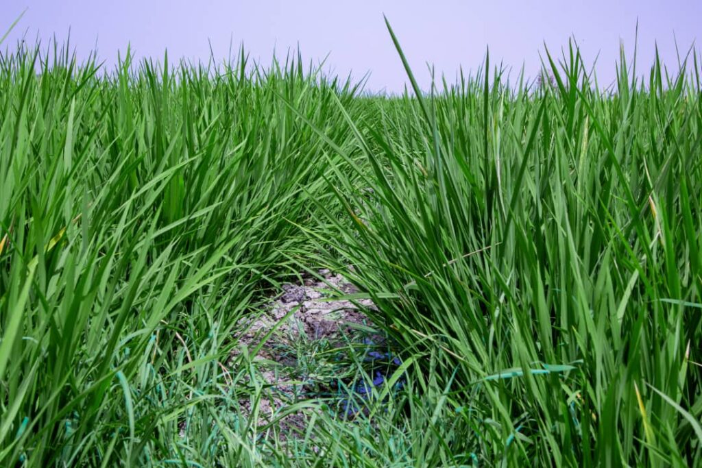 adakawa rice farm